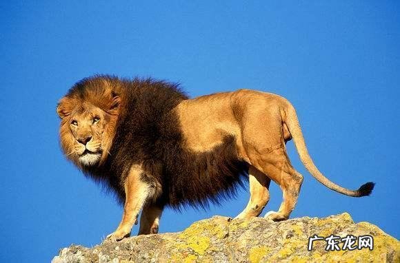 雄狮最多能抗衡几只鬣狗?