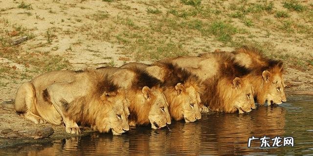 雄狮最多能抗衡几只鬣狗?