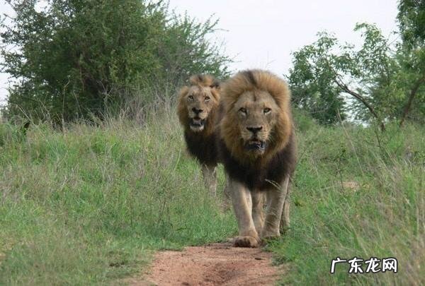 雄狮最多能抗衡几只鬣狗?