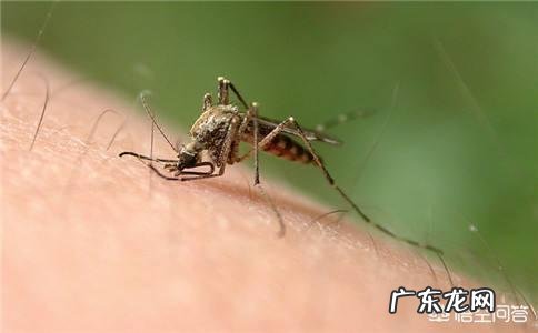 家里有蒲公英,有什么妙用? 蒲公英怎样用在家里