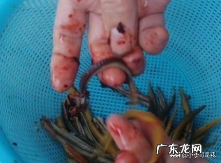 男人也爱厨:自己划鳝丝、开鳝背的几个技巧?