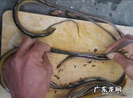 男人也爱厨:自己划鳝丝、开鳝背的几个技巧?