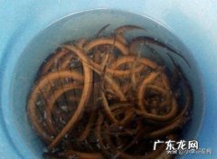 男人也爱厨：自己划鳝丝、开鳝背的几个技巧？