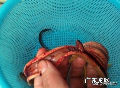 男人也爱厨:自己划鳝丝、开鳝背的几个技巧?