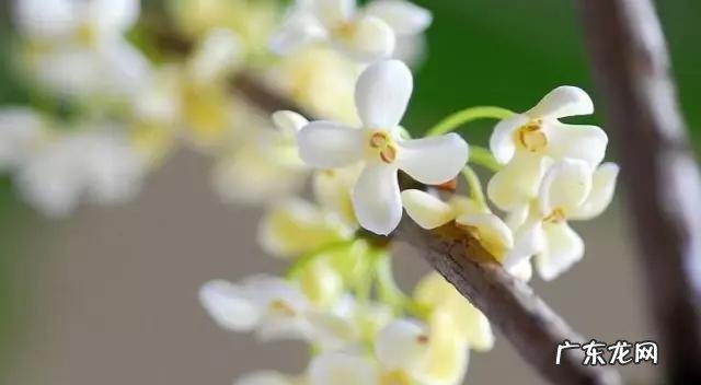 立秋后,喝什么茶比较好?