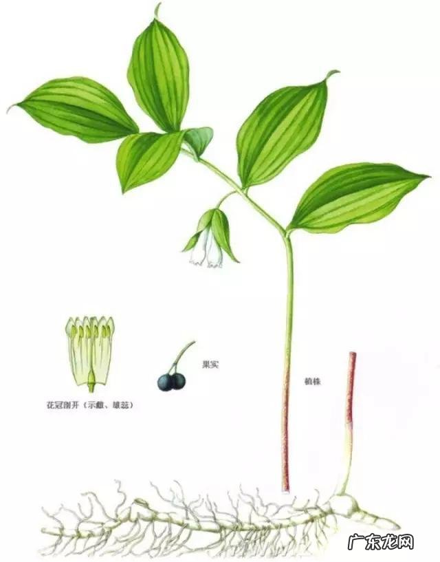 立秋后,喝什么茶比较好?