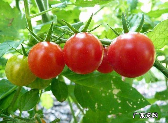 西红柿多少天施一次肥合适?