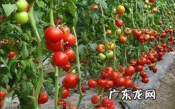 西红柿多少天施一次肥合适?