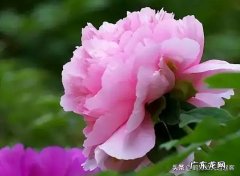 中年女人如何锻炼腹肌，达到减肥目的