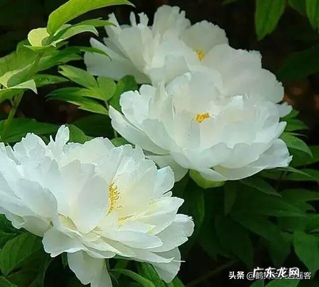 中年女人如何锻炼腹肌，达到减肥目的