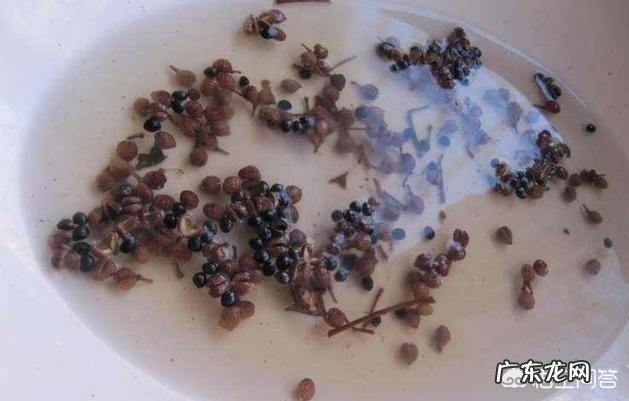 花椒和艾叶和生茳能一起泡脚吗