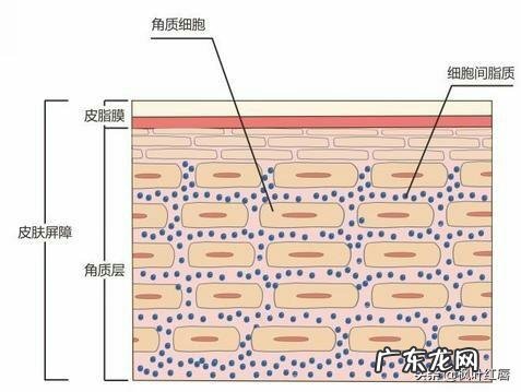 油性皮肤不需要擦面霜，这是真的吗