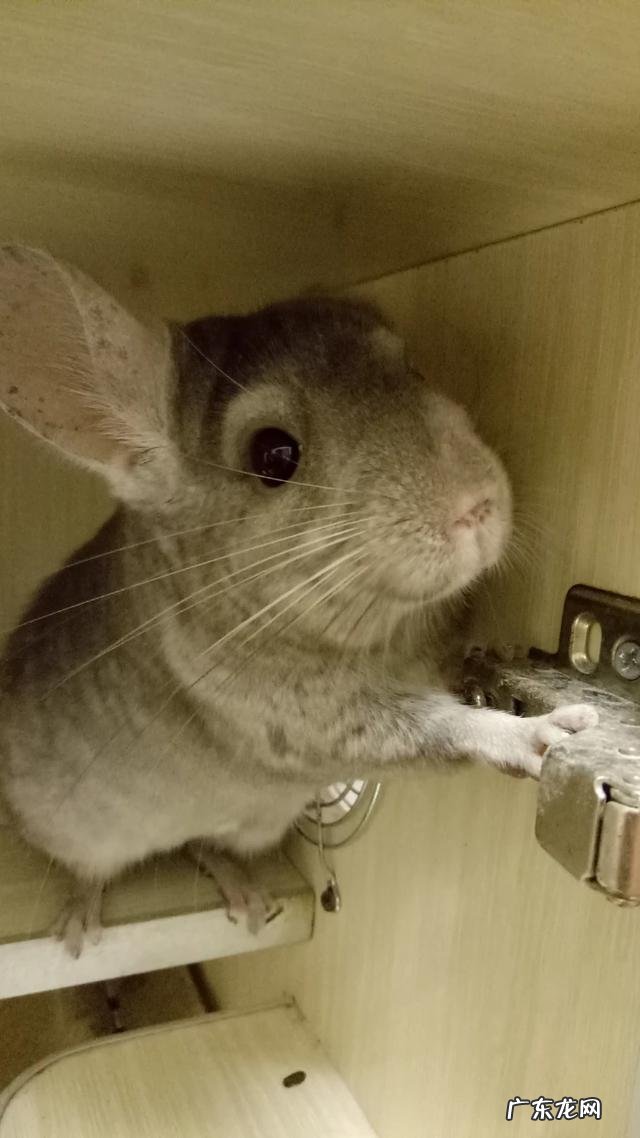 龙猫的常见疾病,龙猫的气胀病如何zhi疗?