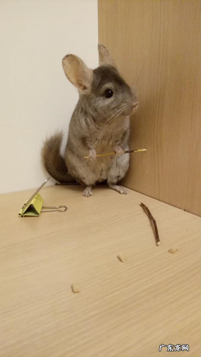 龙猫的常见疾病,龙猫的气胀病如何zhi疗?