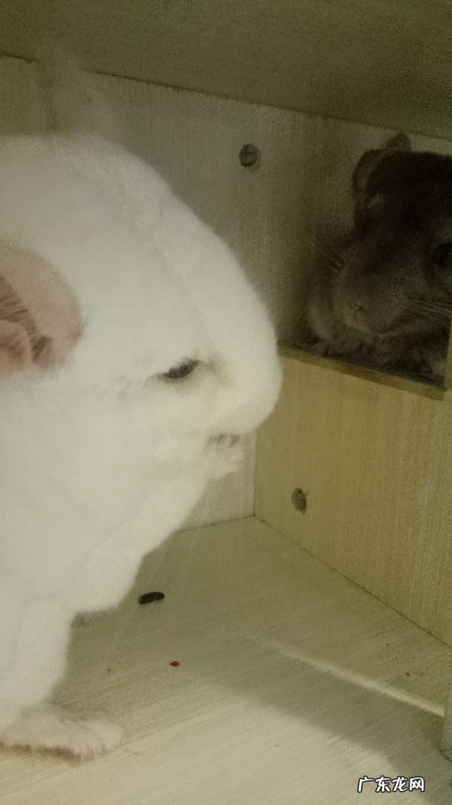 龙猫的常见疾病,龙猫的气胀病如何zhi疗?