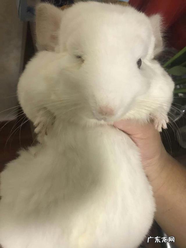 龙猫的常见疾病,龙猫的气胀病如何zhi疗?