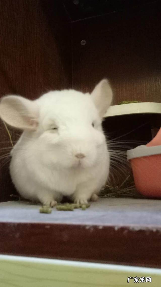 龙猫的常见疾病,龙猫的气胀病如何zhi疗?