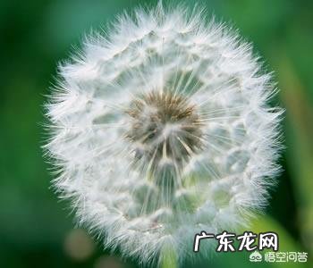 有肾病的人能喝蒲公英泡水吗?