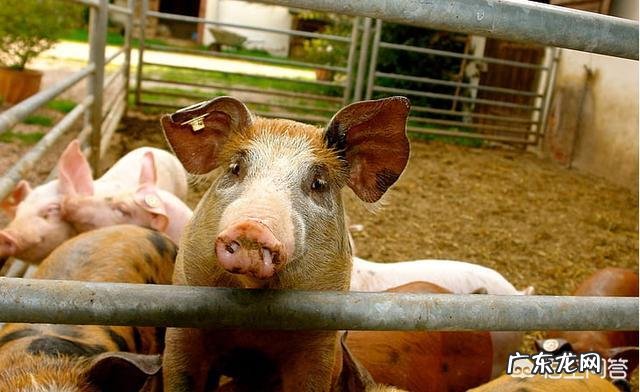 边走边吃对肠胃健康有害吗?