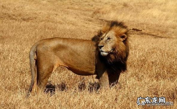 保卫者雄狮被哪个联盟打败?