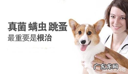 金毛常常掉毛,要多久才好