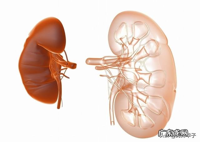 尿多是不是肾不好这10个常识要知道