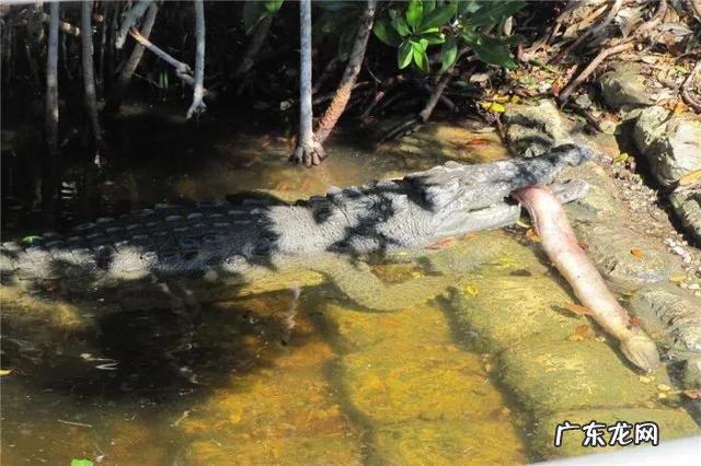 徒步探险中遇到野生东北虎,手持匕首,把东北虎干掉,会坐牢吗