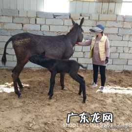 黑驴能生多少小驴,注意什么?