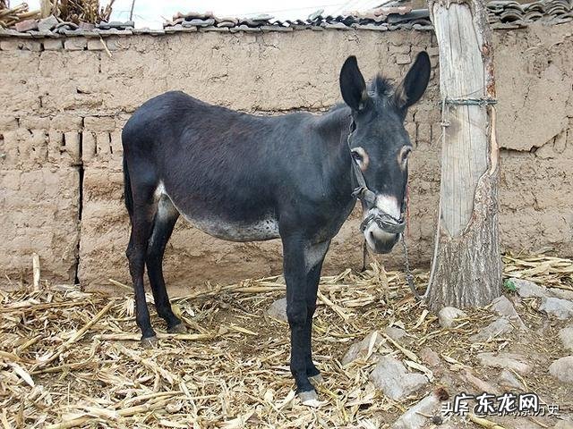 黑驴能生多少小驴,注意什么?