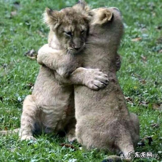 莫斯瓦兄弟T先生和卷尾是不是双胞胎?