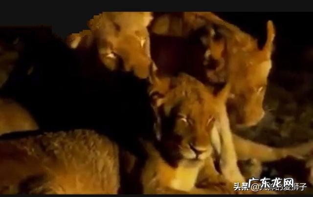 莫斯瓦兄弟T先生和卷尾是不是双胞胎?