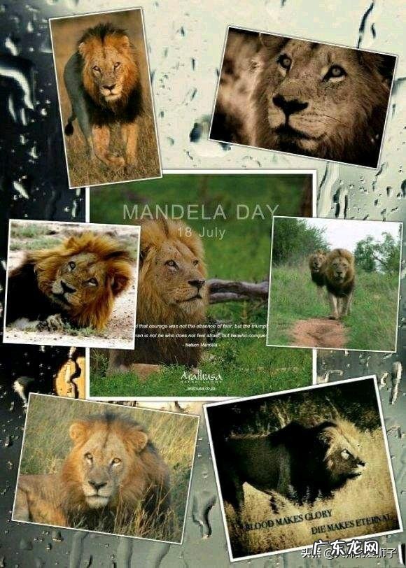 莫斯瓦兄弟T先生和卷尾是不是双胞胎?