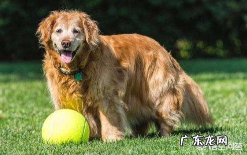 如何给10岁的老狗狗减肥?