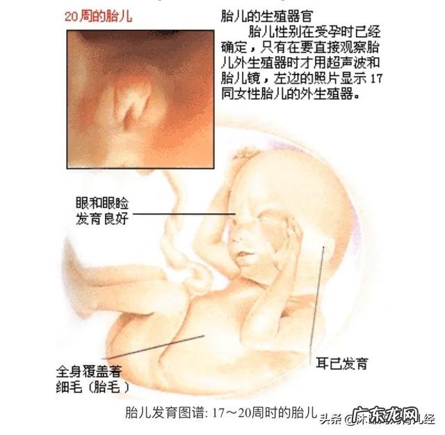 孕18周宝宝和准妈妈会有什么变化,准妈妈要,注意什么