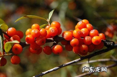 男性备孕时缺少了锌会怎么样?