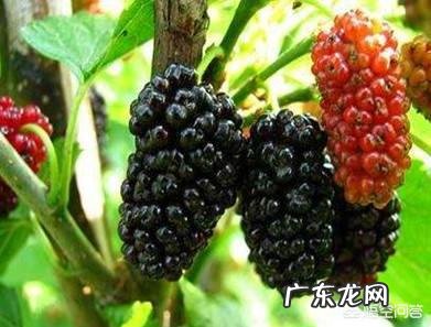 怀孕4个月了,吃桑葚对胎儿有什么影响?