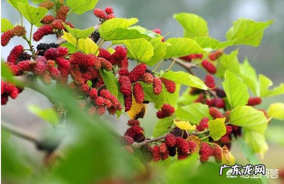 怀孕4个月了,吃桑葚对胎儿有什么影响?