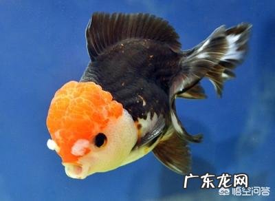 鱼类每天都要喂,投饲量怎样确定才好?