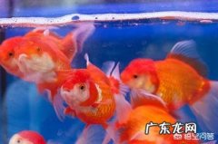 鱼类每天都要喂，投饲量怎样确定才好？