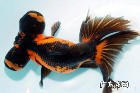 鱼类每天都要喂,投饲量怎样确定才好?