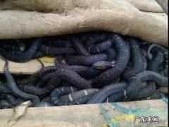 眼镜蛇从幼蛇长到一斤重要多久