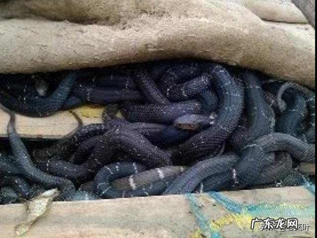 眼镜蛇从幼蛇长到一斤重要多久