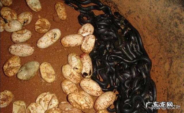 眼镜蛇从幼蛇长到一斤重要多久