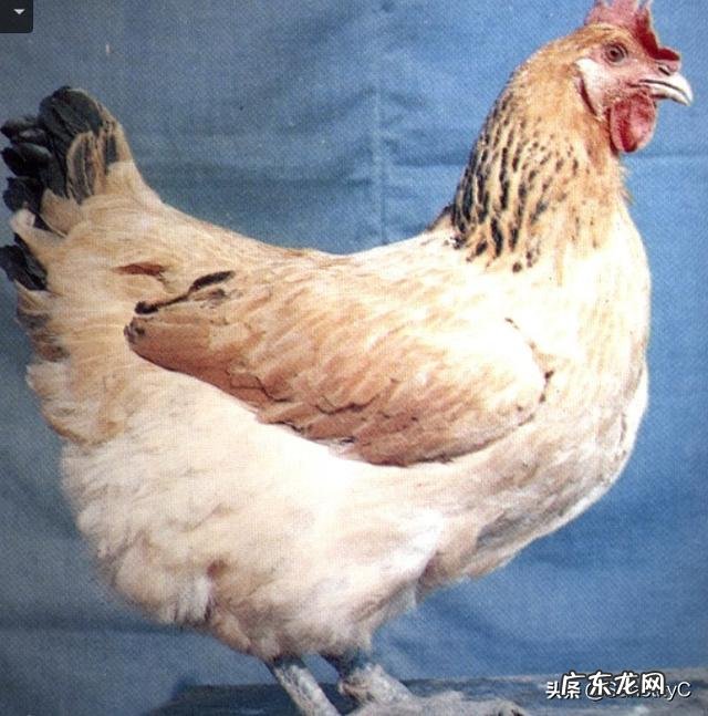 中国体型最大的鸡种叫什么?