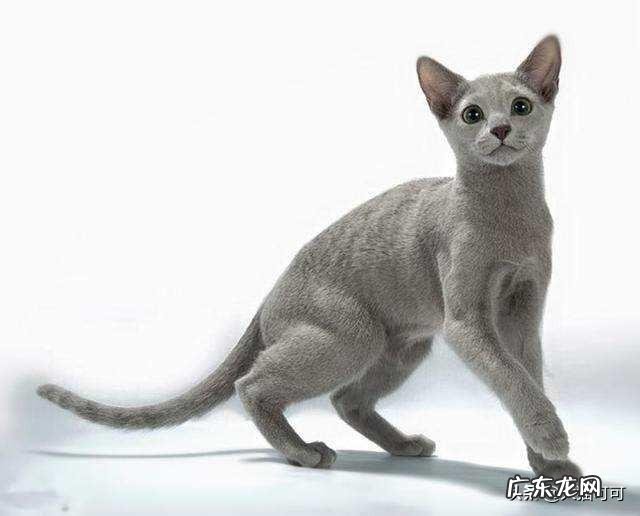 3个月大的英短幼猫吃什么猫粮好呢