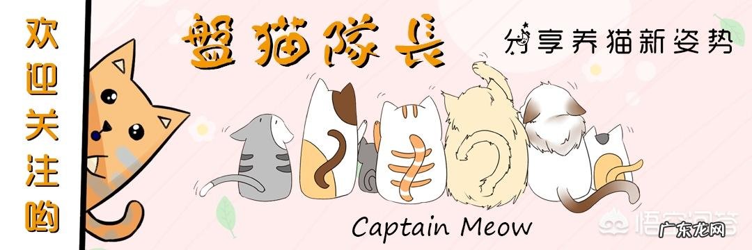 3个月大的英短幼猫吃什么猫粮好呢