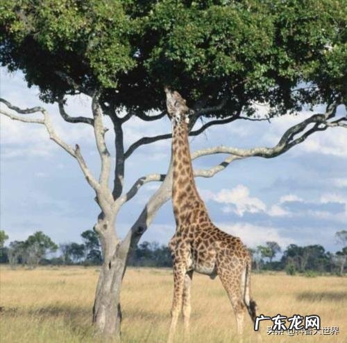 长颈鹿的脖子为什么那么长