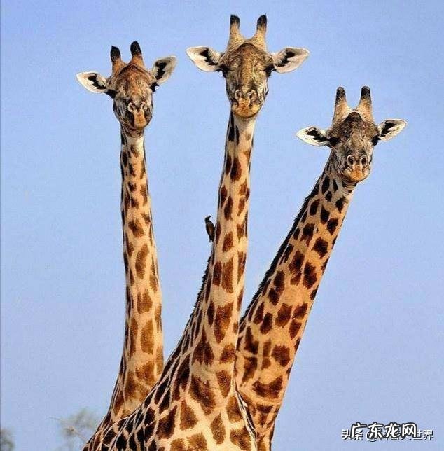 长颈鹿的脖子为什么那么长