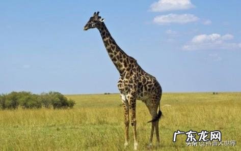 长颈鹿的脖子为什么那么长