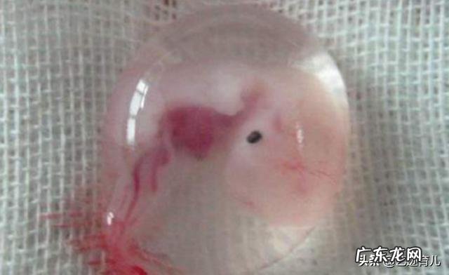 孕8周和9周胚芽差不多17mm,应该怎么办啊